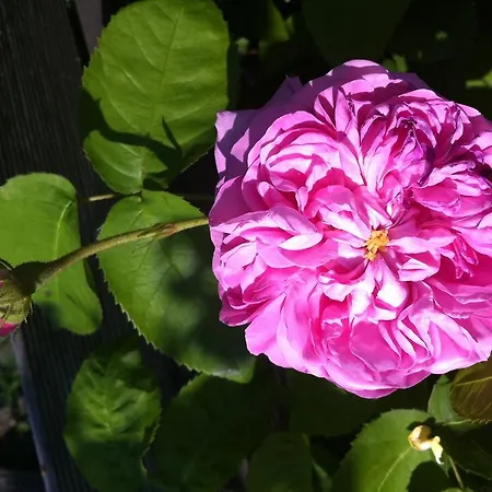 Restaurant Lange Bersenbruck