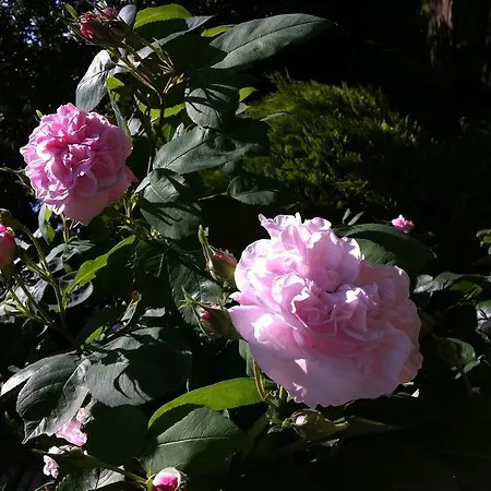 Restaurant Lange Hotel